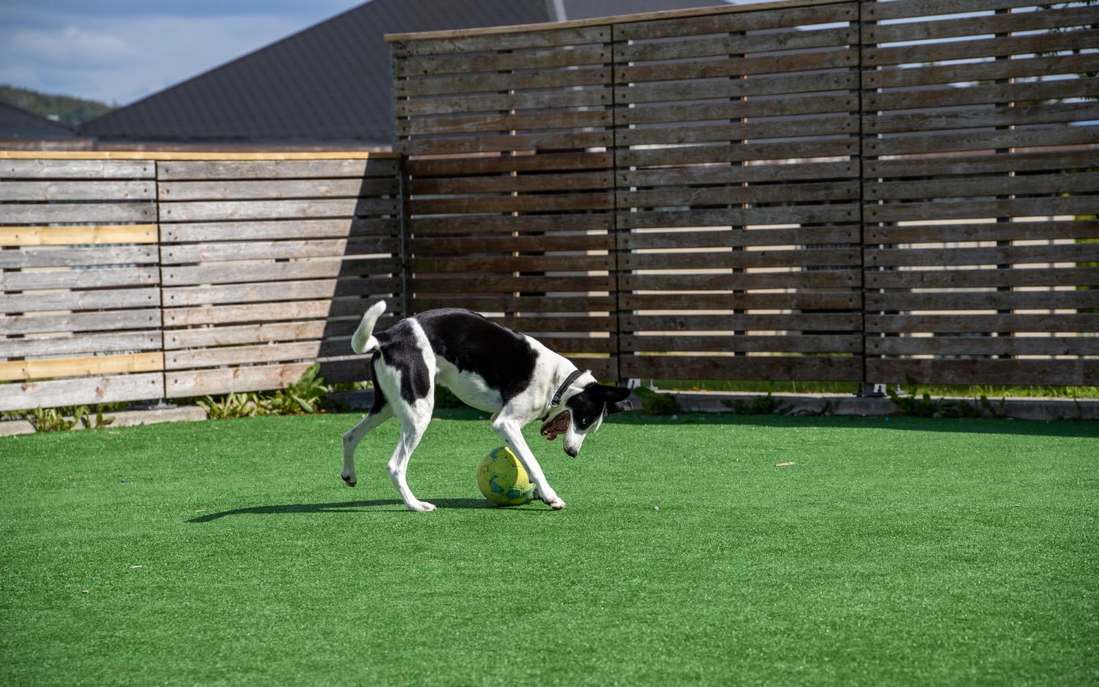 Dog playing on artificial grass in a sunny backyard